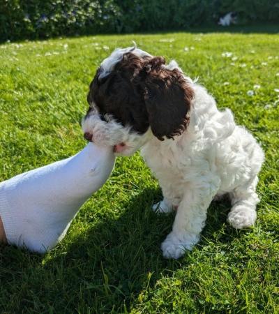 Image 13 of TWO Cockapoo F1b puppies DNA Health tested clear parents