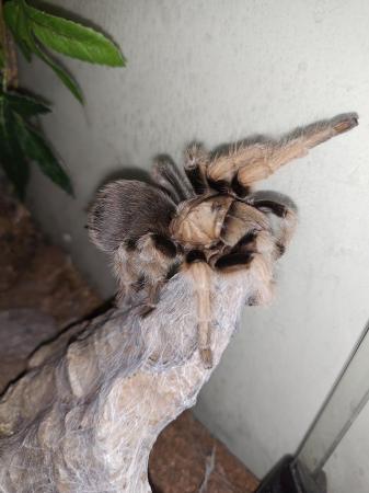 Image 1 of Tarantula Brachypelma hamorii/Aphonopelma chalcodes