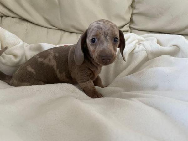 Image 6 of Miniature dachshunds puppies