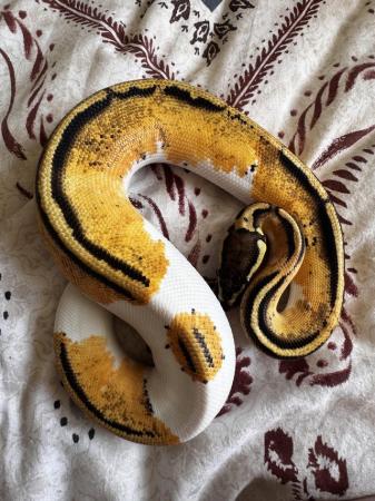 Image 1 of Young Female pied ball python