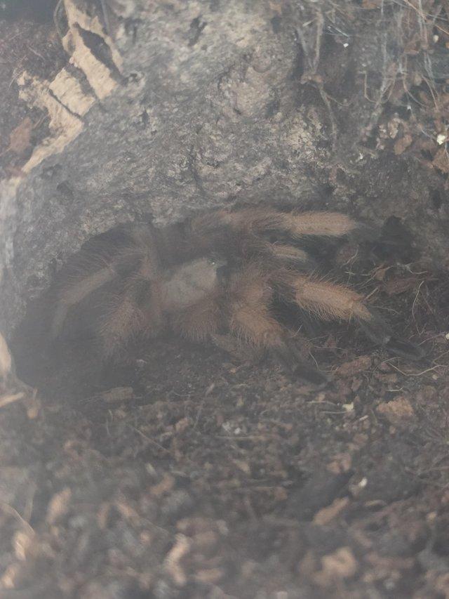 Preview of the first image of 7-8cm pair of aphonopelma moderatum.