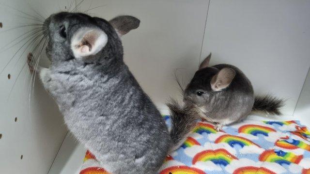 Image 2 of Chinchillas 2 bonded males Violet and Standard Grey
