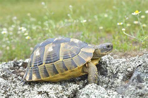 Image 1 of CB Baby Greek Spur-thighed Tortoises for sale
