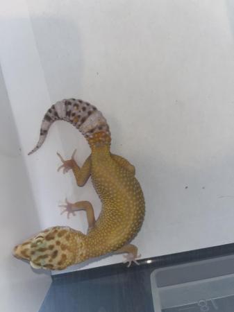 Image 4 of £30 last male** leopard geckos different ages REDUCED**