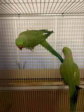 Image 3 of Ringneck Parrots 1 male