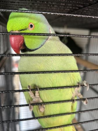 Image 2 of Ringneck parrot for sale with breeding box and cage