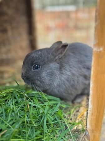 Image 5 of Friendly Male Grey Pure Netherland Dwarf Rabbit