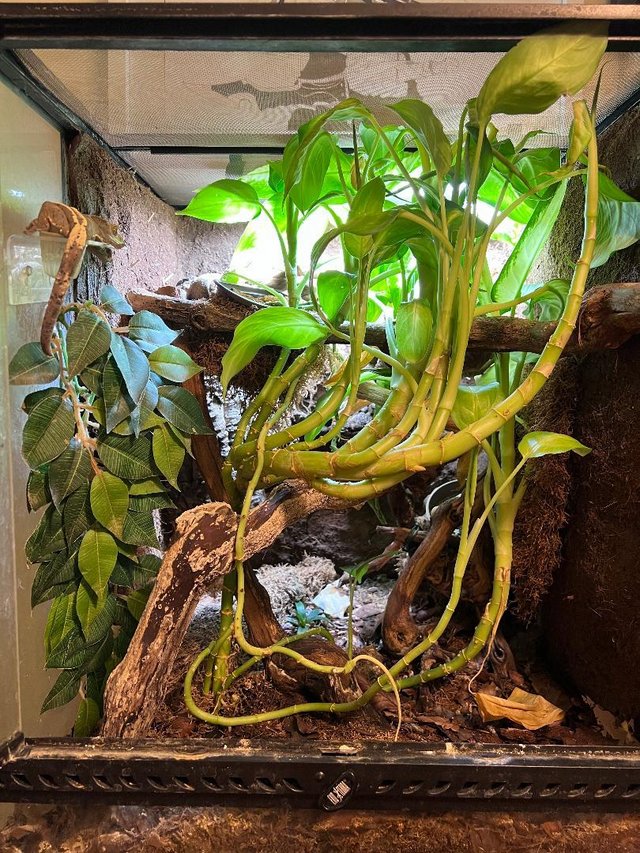 Preview of the first image of Crested gecko with FULL bioactive enclosure.