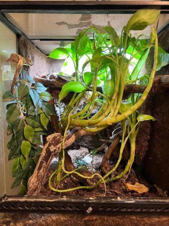 Image 1 of Crested gecko with FULL bioactive enclosure