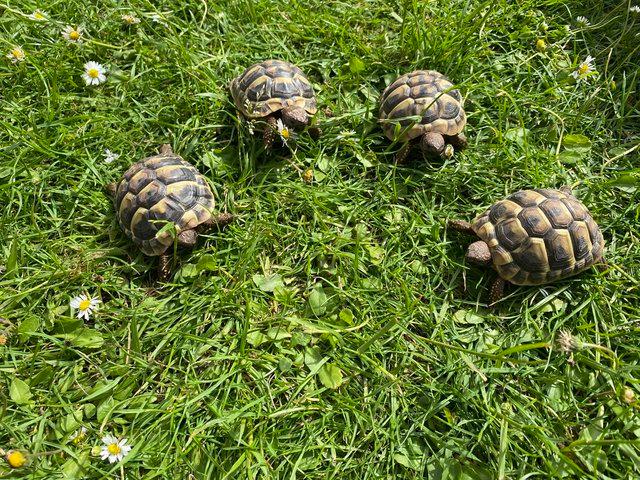 Preview of the first image of 2022 Hermann Tortoise hatching's for sale.