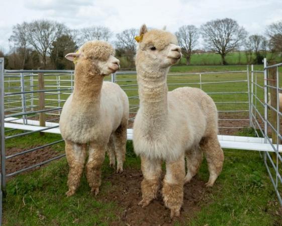 Image 1 of 2 Male Huacaya Alpacas (Sebastien & Hercules) For Sale