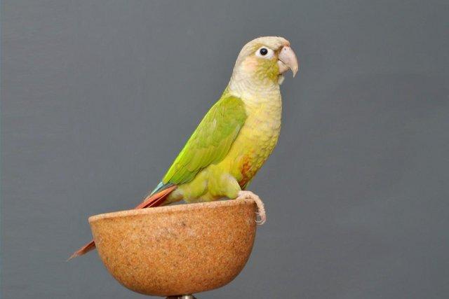 Image 5 of Baby pineapple Conure for sale,19