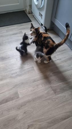 Image 4 of 6 week old kittens ready in 2 weeks