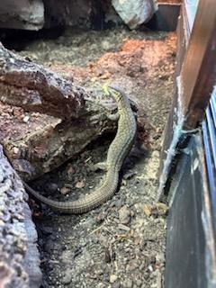 Image 4 of Male Ackie monitor for sale
