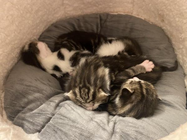 Image 8 of Kittens looking for forever homes