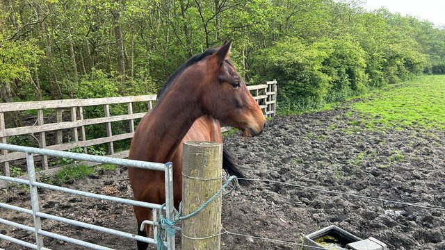 Image 2 of 4yr old gelding for sale