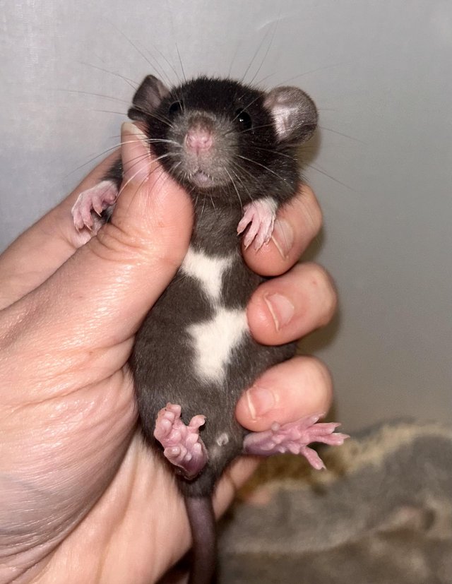 Preview of the first image of Baby Dumbo Rats both genders available.