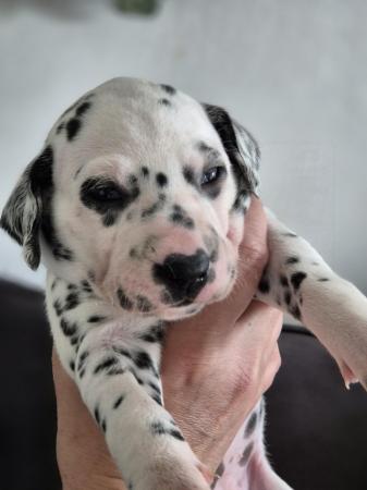 Image 13 of Kc registered dalmatian puppies