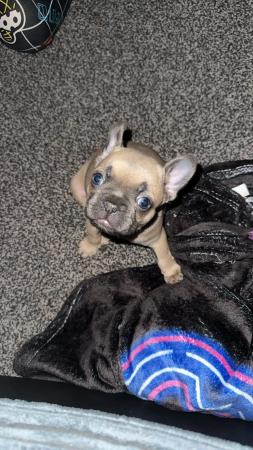 Image 3 of 10 week old French bulldog puppy