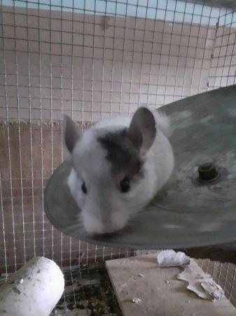 Image 3 of Have Various Chinchillas for sale