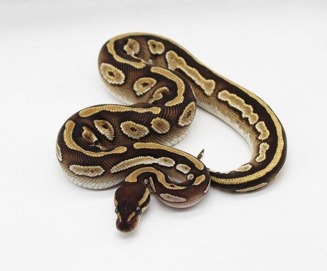Preview of the first image of Cb22 Mojave Red & Ringer Male Royal Python.