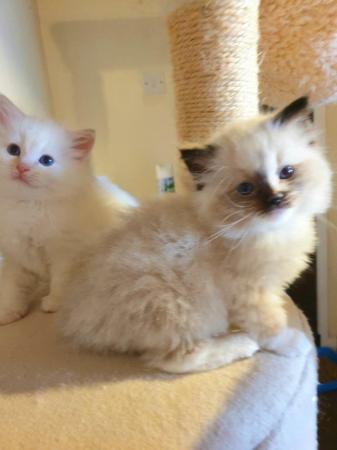 Image 10 of Pure bred Ragdoll Kittens Seal Tortie girl/Apricot cream boy