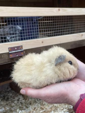 Image 1 of 2 bonded 6 week old Teddy guinea pigs