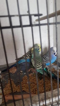 Image 2 of Lovely budgies for sale