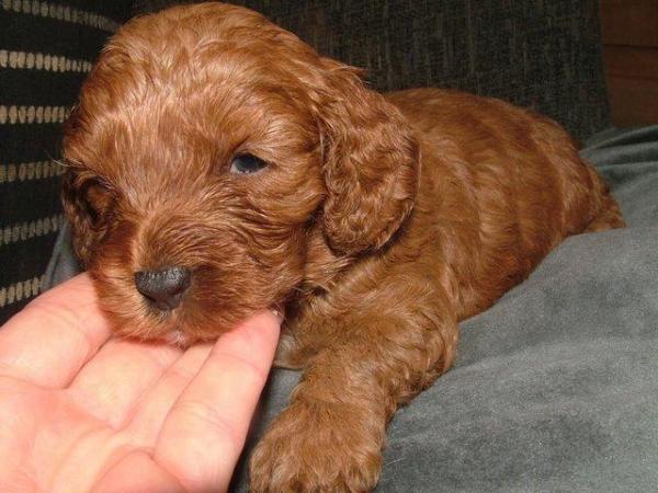 Image 19 of RED KC REG TOY POODLE FOR STUD ONLY! HEALTH TESTED