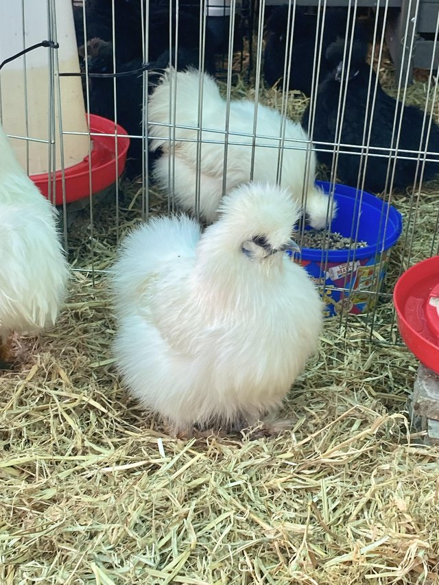 Preview of the first image of Pure white Silkie bantam hens.