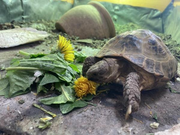 Image 2 of 5 year old female Horsefield tortoise