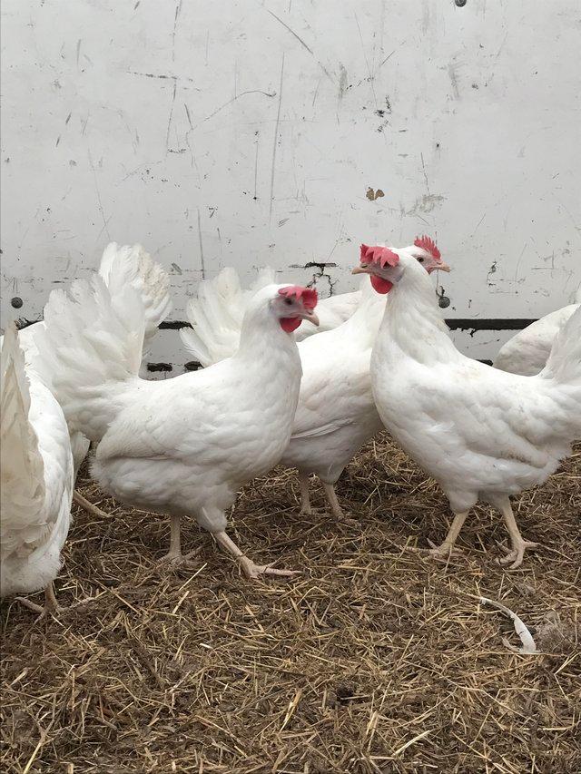 Preview of the first image of Quality White star pol pullets 21 weeks.