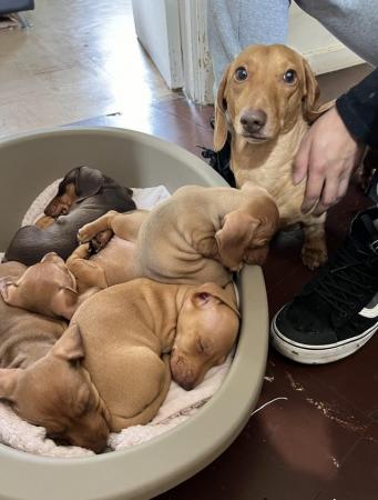 Image 9 of Beautiful miniature dachshunds puppies