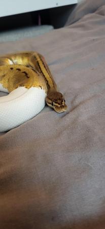 Image 3 of Royal python's for sale a normal a lesser and lemonblast p