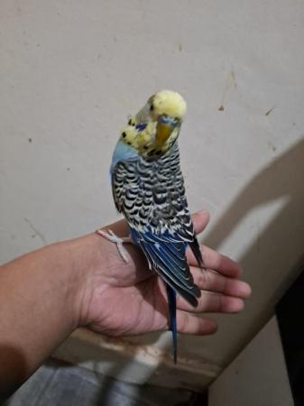Image 2 of Silly hand tamed budgies for sale