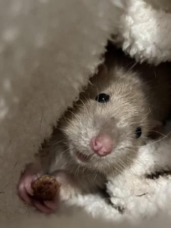 Image 5 of 4-5 month old rat for sale