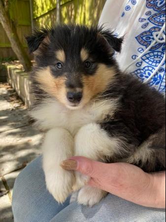 Image 1 of Tri Coloured Rough Collie Pups Available
