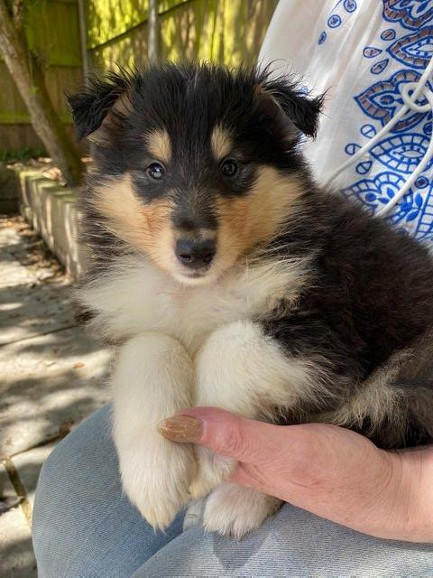 Preview of the first image of Tri Coloured Rough Collie Pups Available.
