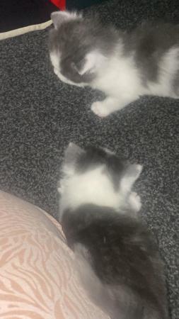 Image 1 of Kittens ready for re homing in 7 weeks