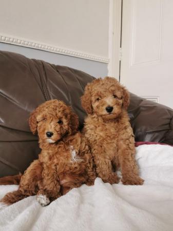 Image 7 of KC Reg Stunning Red Miniature Poodle Puppies