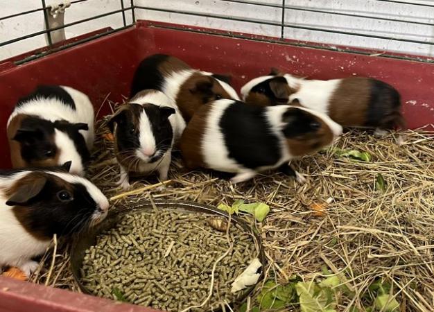 Image 5 of Tort & white Guinea pig males cavy £10 each