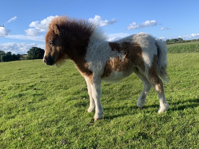 Preview of the first image of ***2024 Shetland foals***.