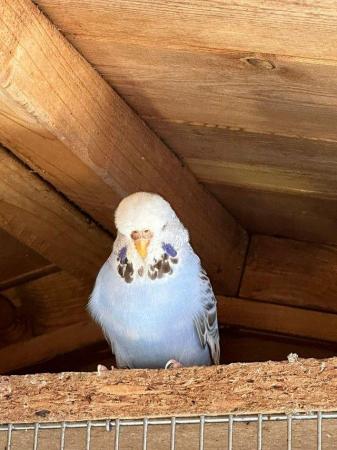 Image 3 of Beautiful Adult budgies for sale