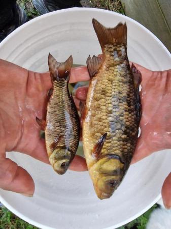 Image 2 of Crucian Carp Pond Fish up to 10"