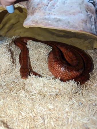Image 1 of Male Cornsnake approx. 7 years old