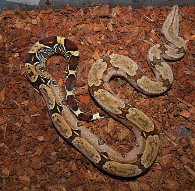 Preview of the first image of Suriname BCC (True red tailed boa constrictor).