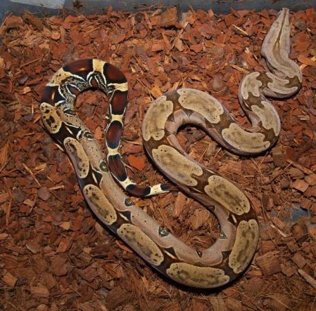 Image 1 of Suriname BCC (True red tailed boa constrictor)