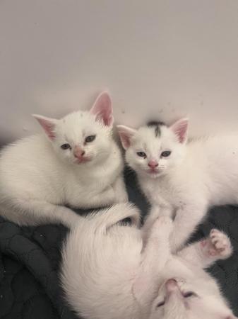 Image 3 of Turkish Angora kittens waiting for their new homes