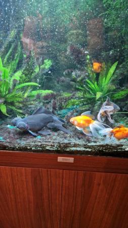 Image 3 of Jewel 120 fish tank and 5 fantail goldfish