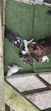 Image 4 of Cocker spaniel puppies for sale